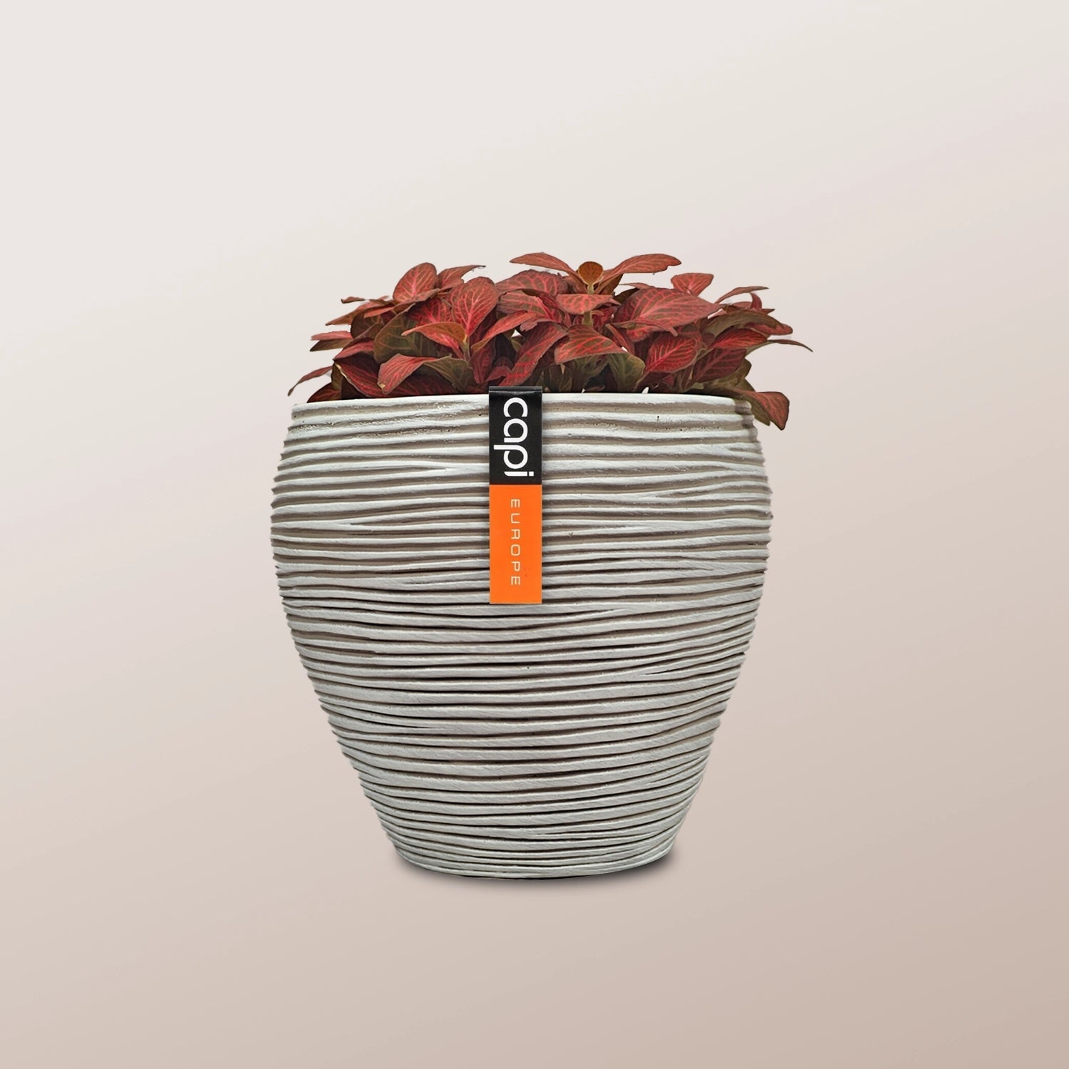 Nerve Plant (Fittonia albivenis) Mixed Colors | 10 - 15 cm - Acacia Garden Center