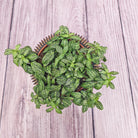 Nerve Plant (Fittonia albivenis) Mixed Colors | 10 - 15 cm - Acacia Garden Center