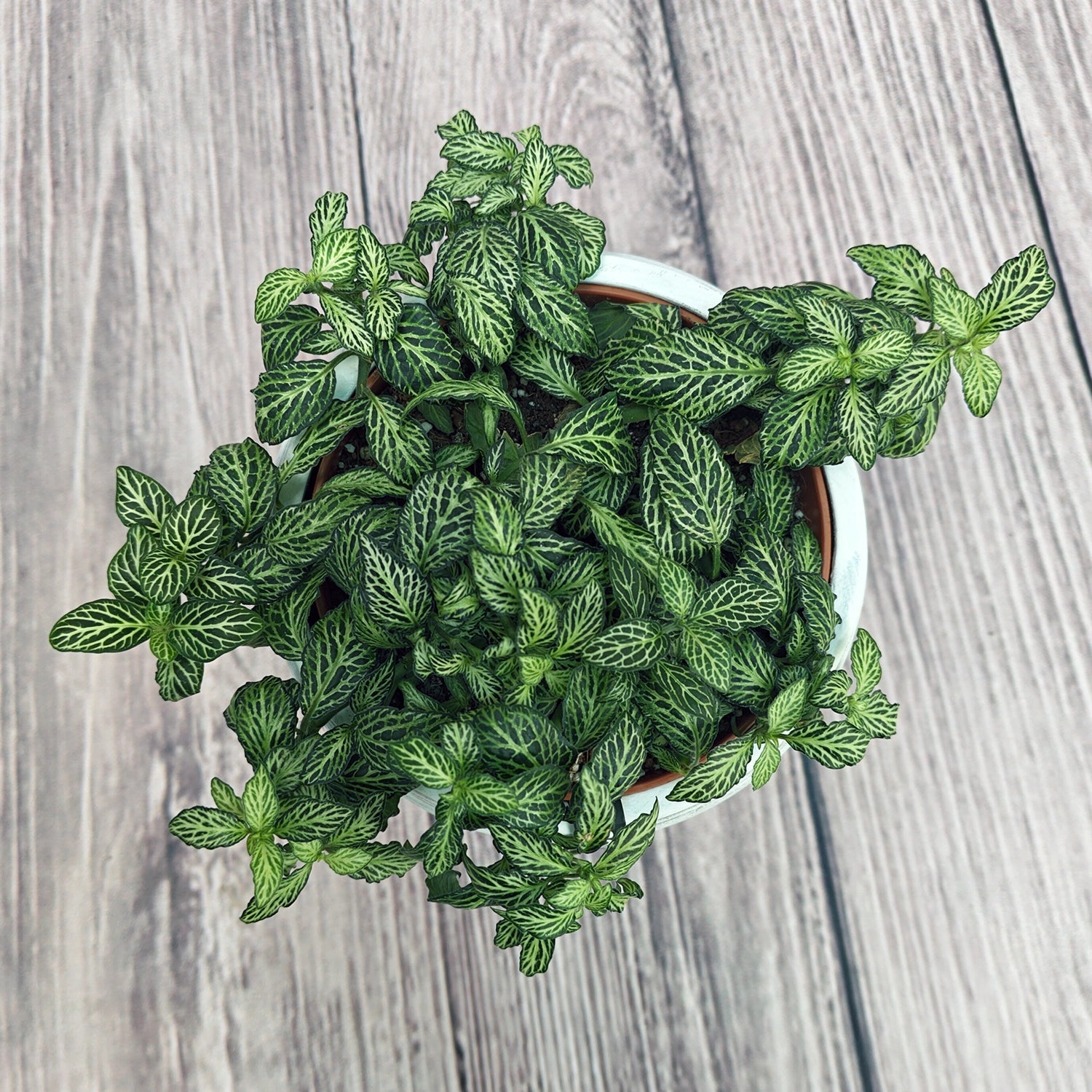 Nerve Plant (Fittonia albivenis) Mixed Colors | 10 - 15 cm - Acacia Garden Center