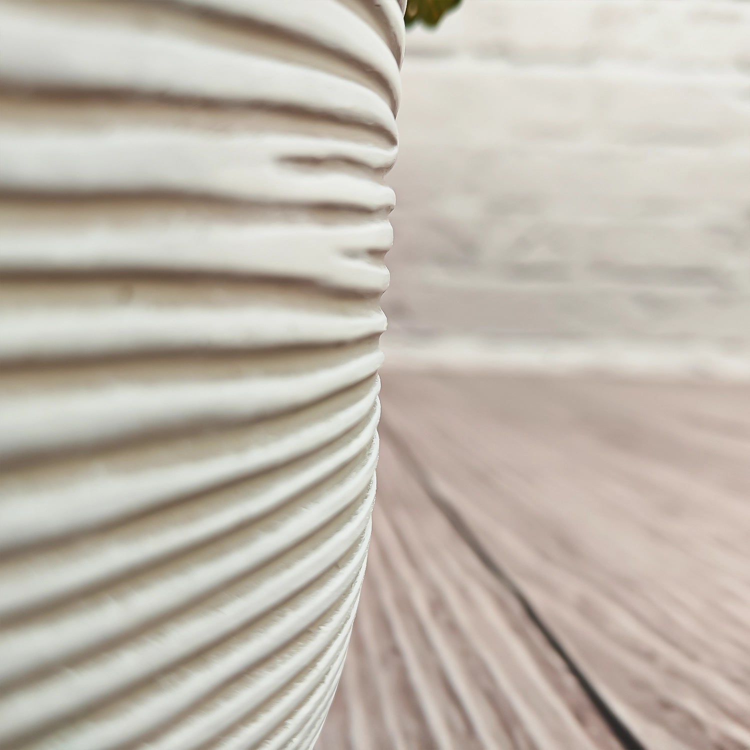 Nerve Plant (Fittonia albivenis) Mixed Colors | 10 - 15 cm - Acacia Garden Center