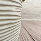 Nerve Plant (Fittonia albivenis) Mixed Colors | 10 - 15 cm - Acacia Garden Center