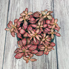 Nerve Plant (Fittonia albivenis) Mixed Colors | 10 - 15 cm - Acacia Garden Center