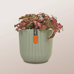 Nerve Plant (Fittonia albivenis) Mixed Colors | 10 - 15 cm - Acacia Garden Center