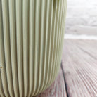 Nerve Plant (Fittonia albivenis) Mixed Colors | 10 - 15 cm - Acacia Garden Center