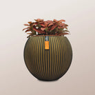 Nerve Plant (Fittonia albivenis) Mixed Colors | 10 - 15 cm - Acacia Garden Center