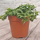 Nerve Plant (Fittonia albivenis) Mixed Colors | 10 - 15 cm - Acacia Garden Center