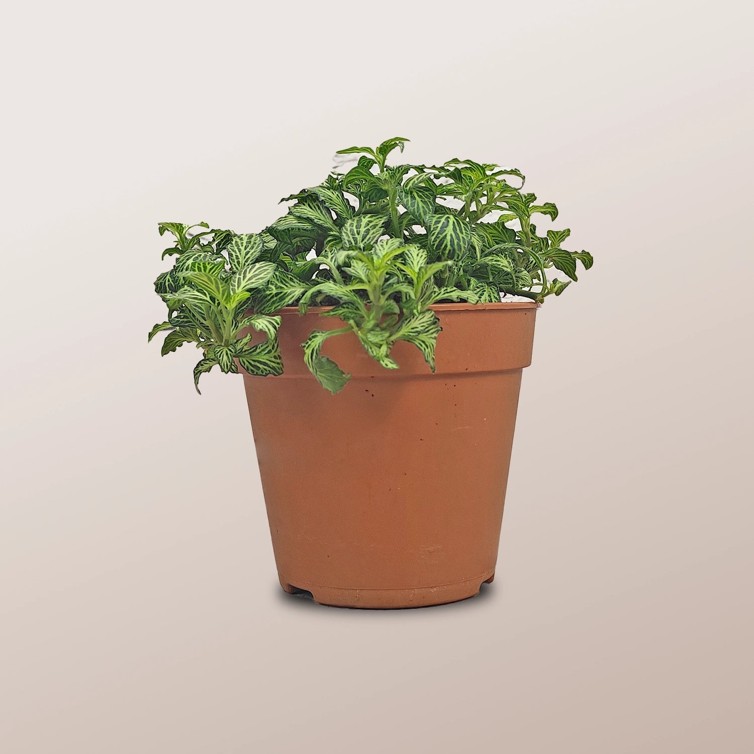 Nerve Plant (Fittonia albivenis) Mixed Colors | 10 - 15 cm - Acacia Garden Center