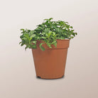 Nerve Plant (Fittonia albivenis) Mixed Colors | 10 - 15 cm - Acacia Garden Center