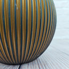 Nerve Plant (Fittonia albivenis) Mixed Colors | 10 - 15 cm - Acacia Garden Center