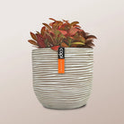 Nerve Plant (Fittonia albivenis) Mixed Colors | 10 - 15 cm - Acacia Garden Center