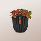 Nerve Plant (Fittonia albivenis) Mixed Colors | 10 - 15 cm - Acacia Garden Center