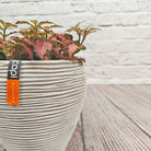 Nerve Plant (Fittonia albivenis) Mixed Colors | 10 - 15 cm - Acacia Garden Center