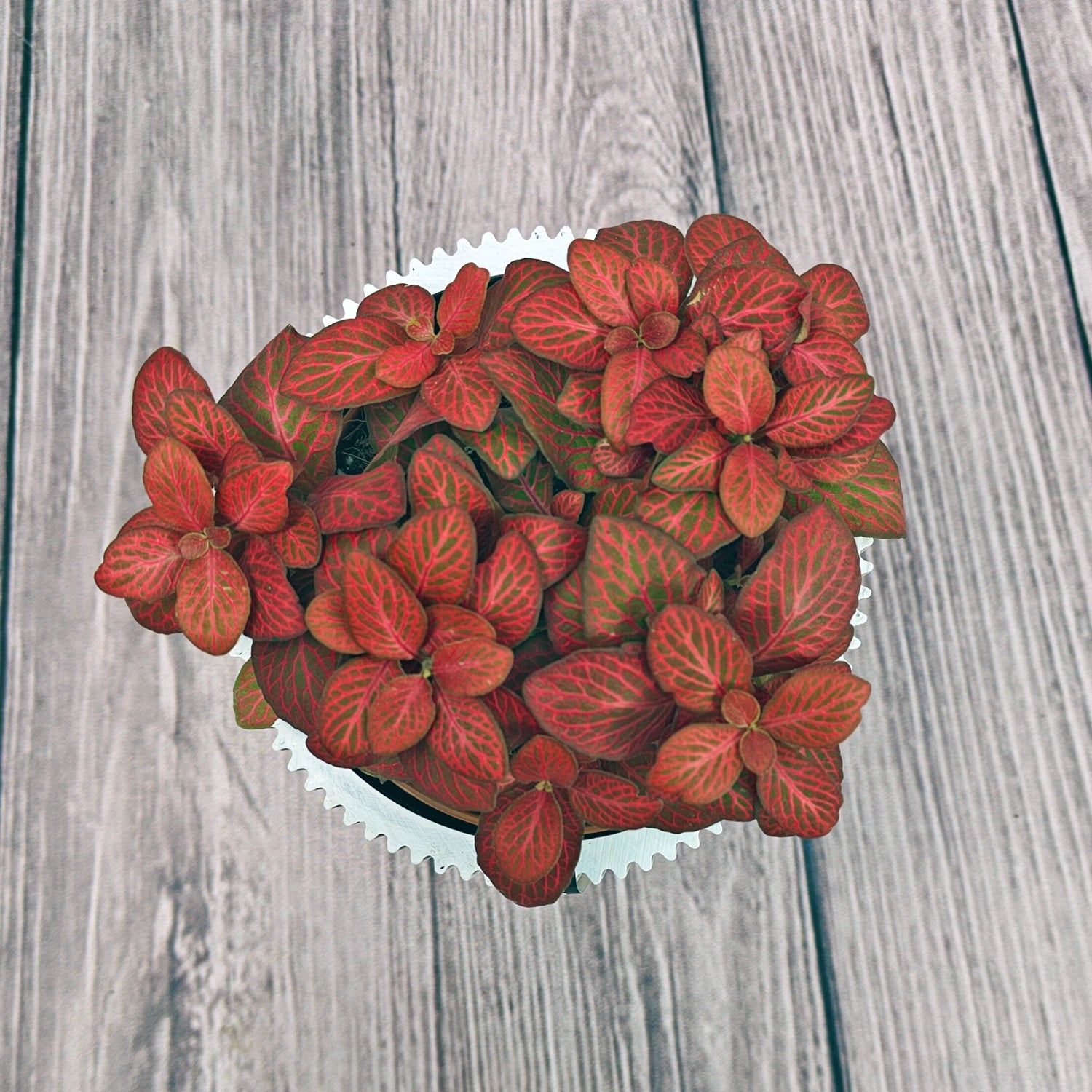 Nerve Plant (Fittonia albivenis) Mixed Colors | 10 - 15 cm - Acacia Garden Center