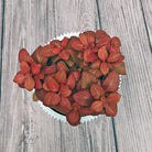 Nerve Plant (Fittonia albivenis) Mixed Colors | 10 - 15 cm - Acacia Garden Center