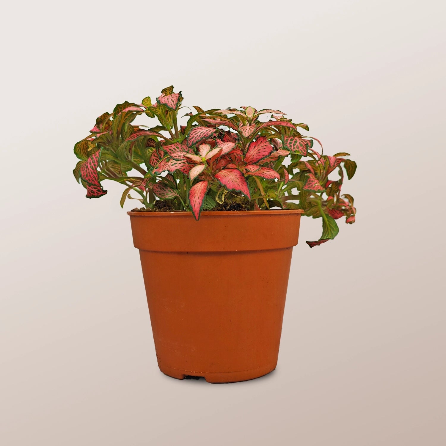 Nerve Plant (Fittonia albivenis) Mixed Colors | 10 - 15 cm - Acacia Garden Center