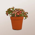 Nerve Plant (Fittonia albivenis) Mixed Colors | 10 - 15 cm - Acacia Garden Center