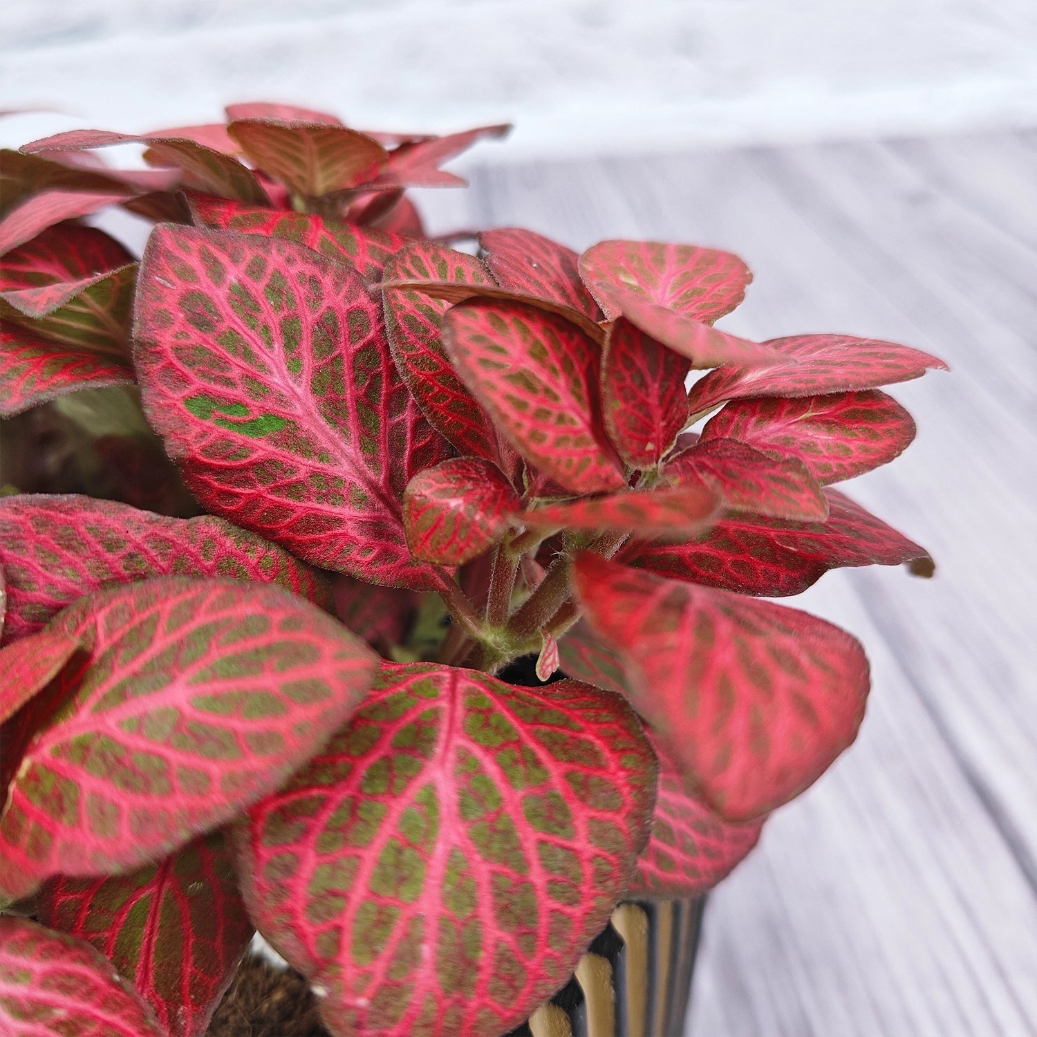 Nerve Plant (Fittonia albivenis) Mixed Colors | 10 - 15 cm - Acacia Garden Center