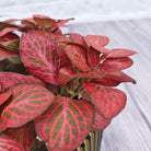 Nerve Plant (Fittonia albivenis) Mixed Colors | 10 - 15 cm - Acacia Garden Center