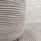 Nerve Plant (Fittonia albivenis) Mixed Colors | 10 - 15 cm - Acacia Garden Center