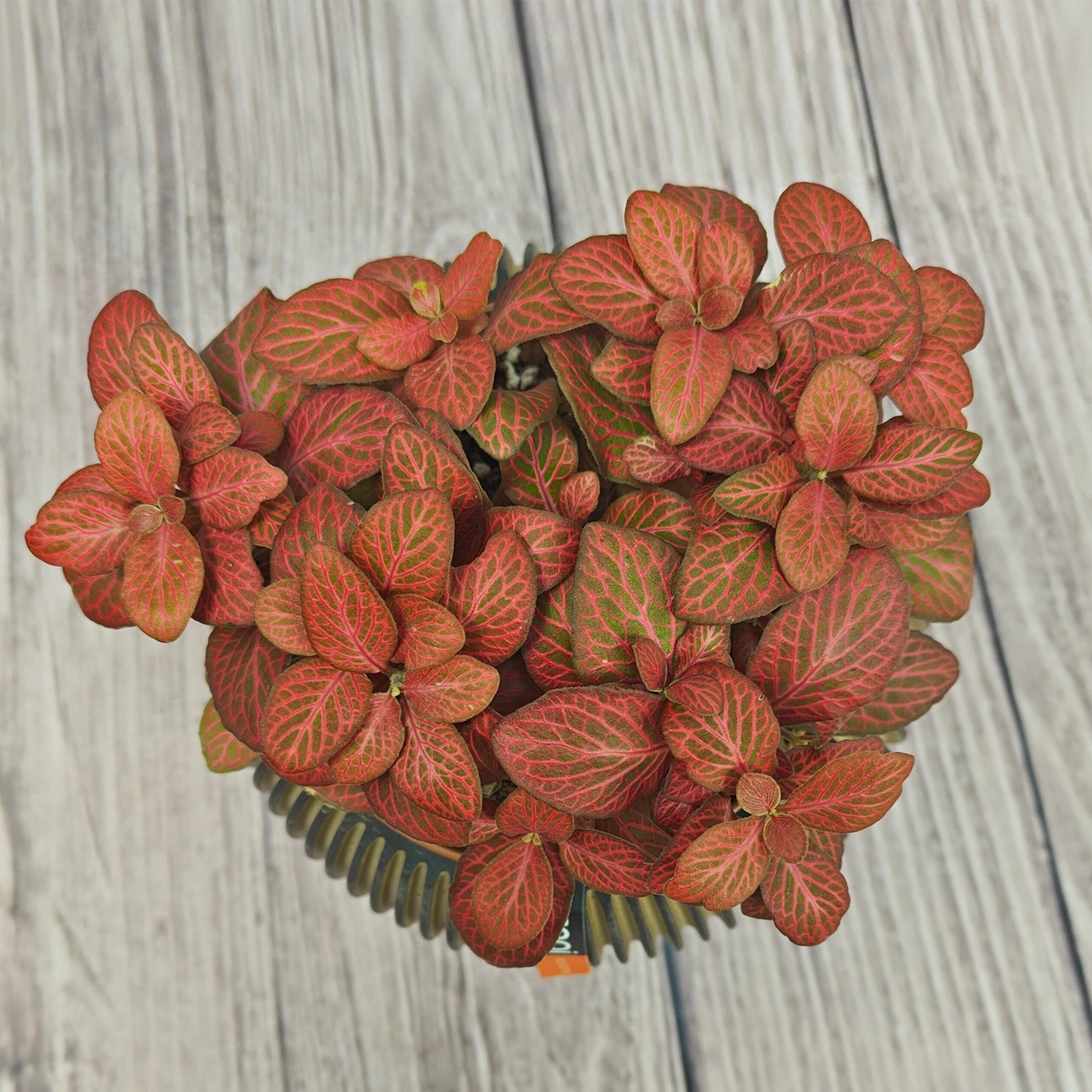 Nerve Plant (Fittonia albivenis) Mixed Colors | 10 - 15 cm - Acacia Garden Center