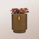 Nerve Plant (Fittonia albivenis) Mixed Colors | 10 - 15 cm - Acacia Garden Center