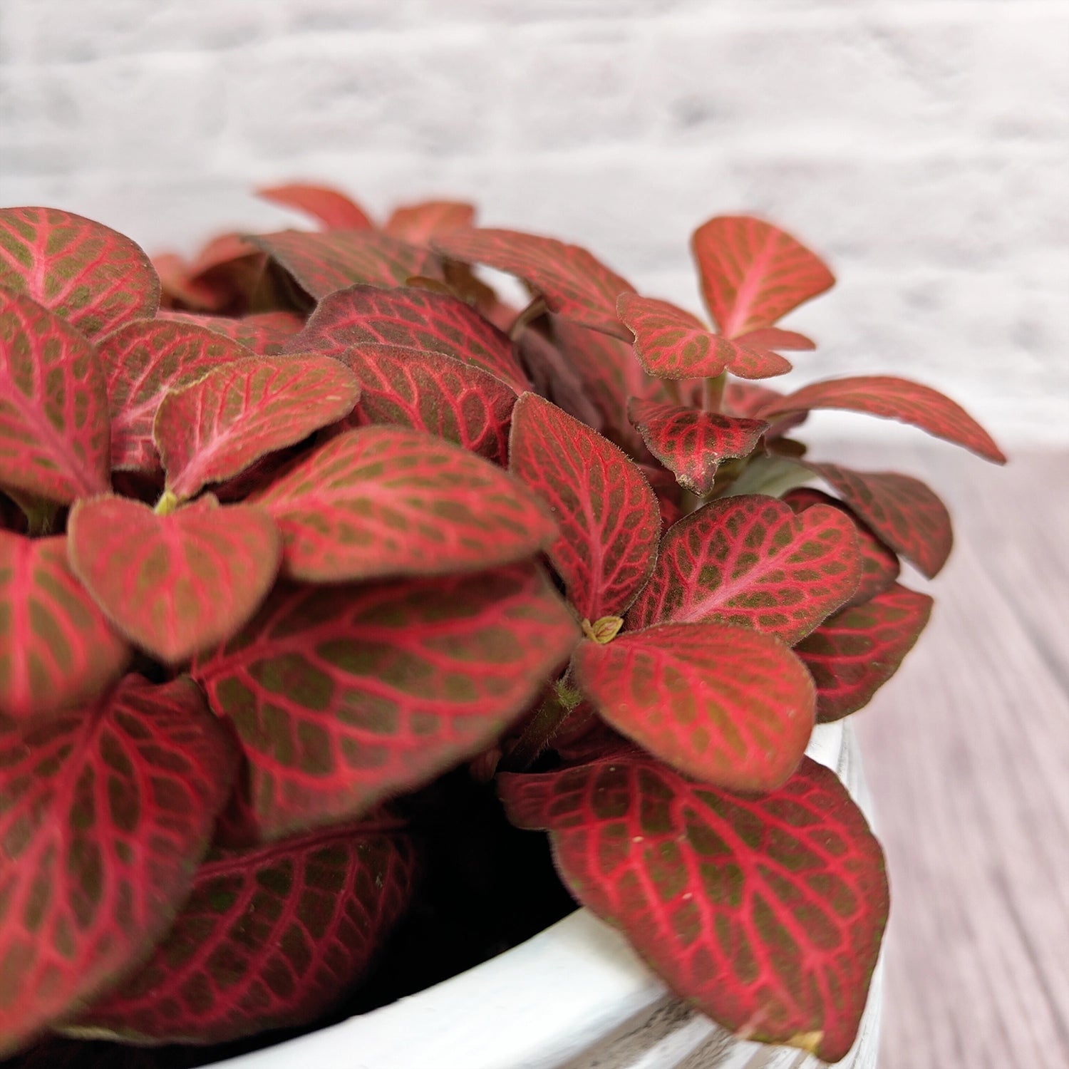 Nerve Plant (Fittonia albivenis) Mixed Colors | 10 - 15 cm - Acacia Garden Center