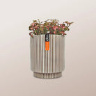 Nerve Plant (Fittonia albivenis) Mixed Colors | 10 - 15 cm - Acacia Garden Center