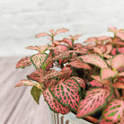 Nerve Plant (Fittonia albivenis) Mixed Colors | 10 - 15 cm - Acacia Garden Center