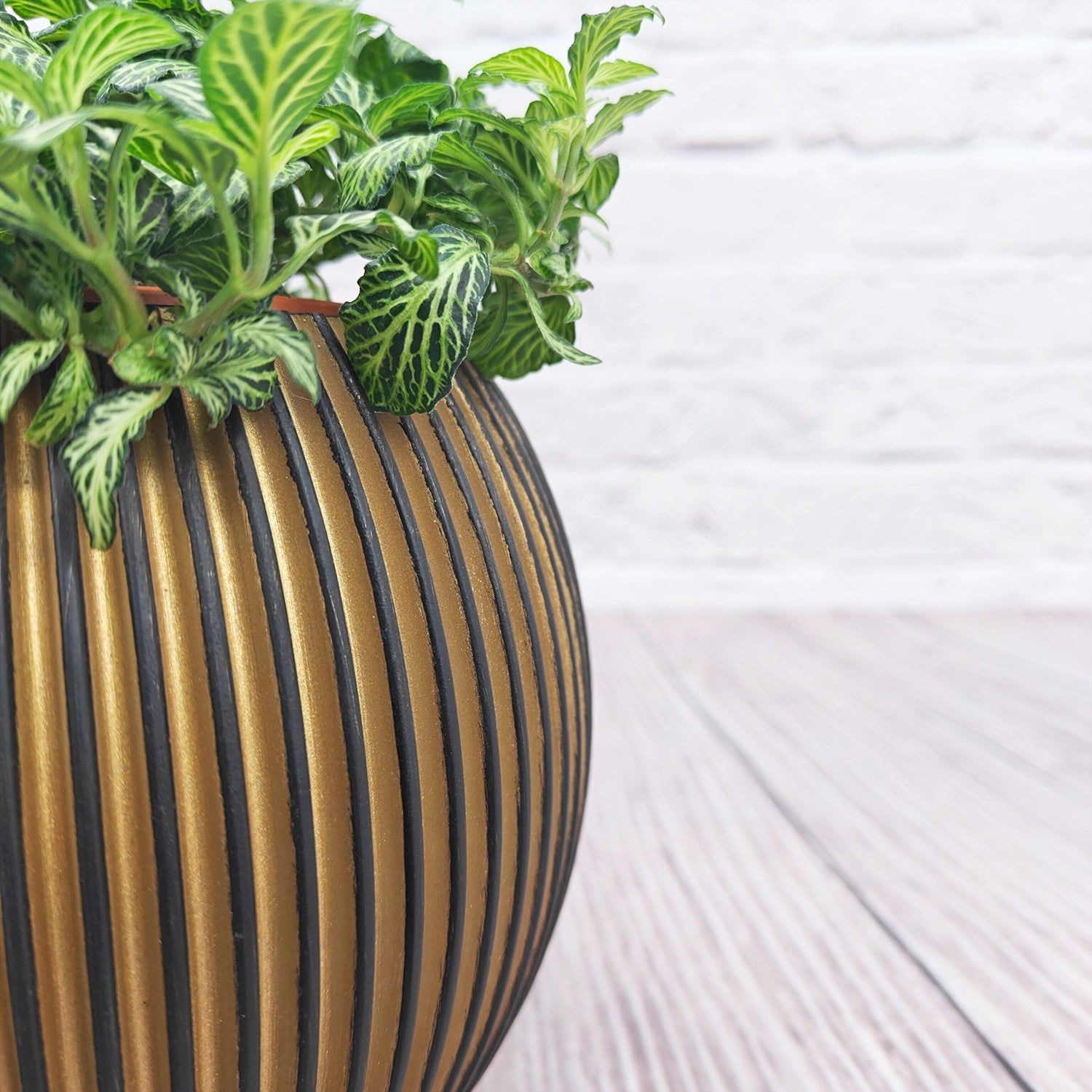 Nerve Plant (Fittonia albivenis) Mixed Colors | 10 - 15 cm - Acacia Garden Center