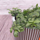 Nerve Plant (Fittonia albivenis) Mixed Colors | 10 - 15 cm - Acacia Garden Center