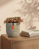 Nerve Plant (Fittonia albivenis) Mixed Colors | 10 - 15 cm - Acacia Garden Center