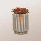 Nerve Plant (Fittonia albivenis) Mixed Colors | 10 - 15 cm - Acacia Garden Center