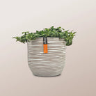 Nerve Plant (Fittonia albivenis) Mixed Colors | 10 - 15 cm - Acacia Garden Center