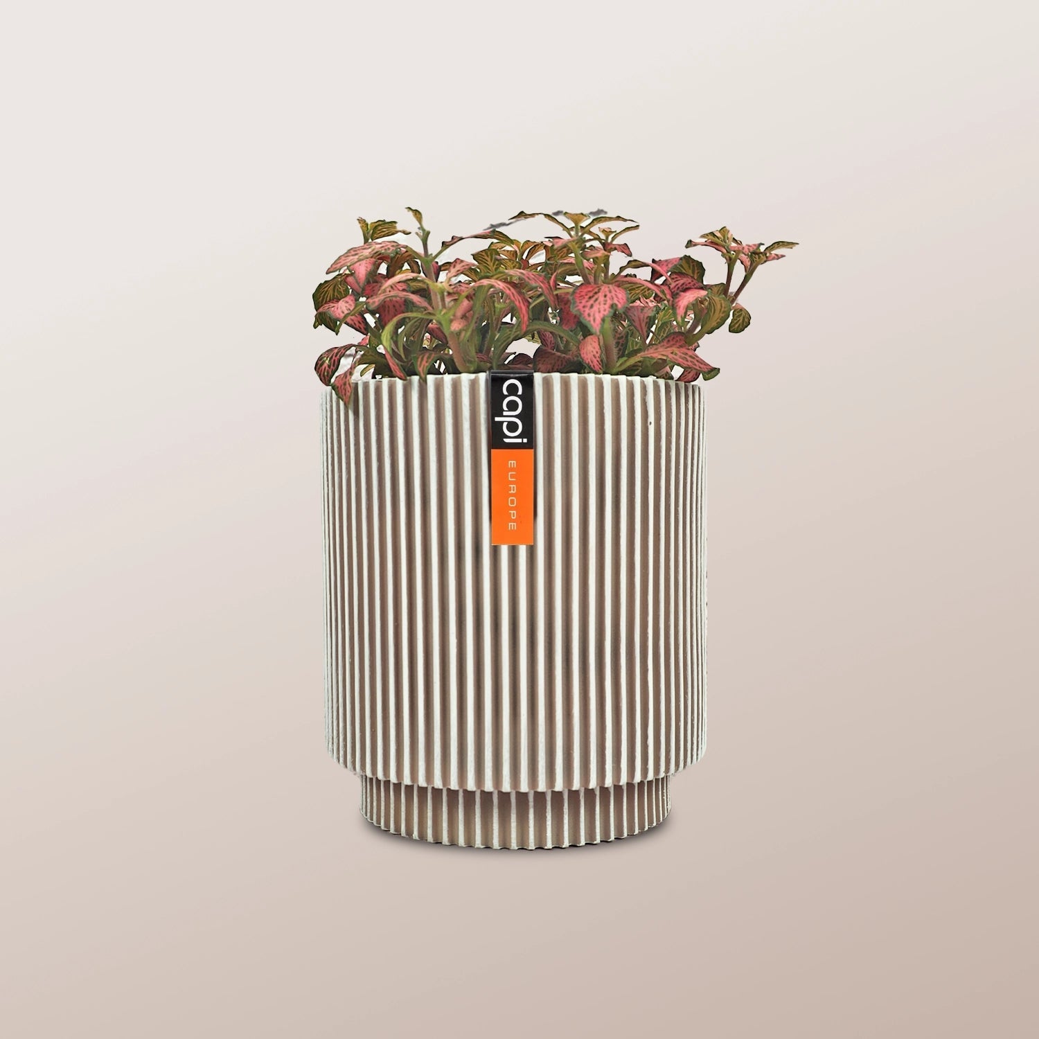 Nerve Plant (Fittonia albivenis) Mixed Colors | 10 - 15 cm - Acacia Garden Center