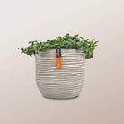 Nerve Plant (Fittonia albivenis) Mixed Colors | 10 - 15 cm - Acacia Garden Center