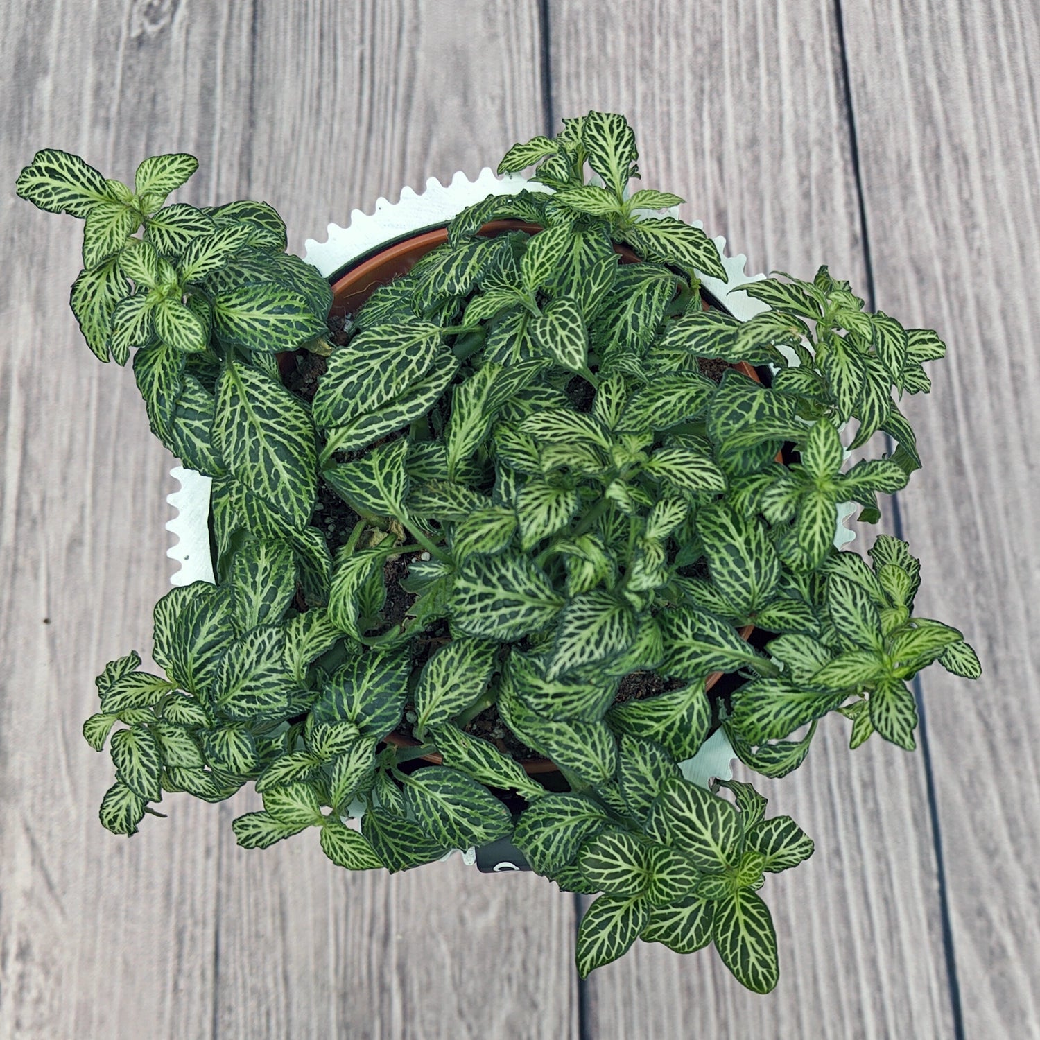 Nerve Plant (Fittonia albivenis) Mixed Colors | 10 - 15 cm - Acacia Garden Center