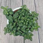 Nerve Plant (Fittonia albivenis) Mixed Colors | 10 - 15 cm - Acacia Garden Center