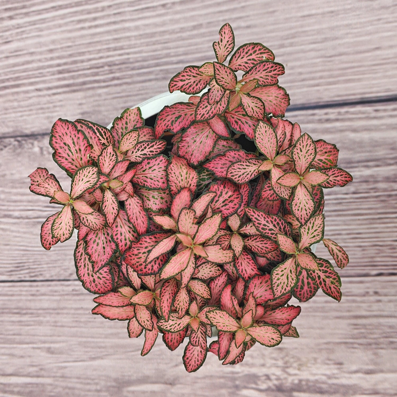 Nerve Plant (Fittonia albivenis) Mixed Colors | 10 - 15 cm - Acacia Garden Center