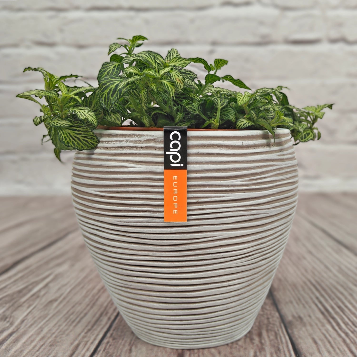 Nerve Plant (Fittonia albivenis) Mixed Colors | 10 - 15 cm - Acacia Garden Center