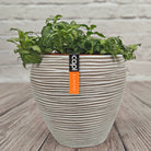 Nerve Plant (Fittonia albivenis) Mixed Colors | 10 - 15 cm - Acacia Garden Center