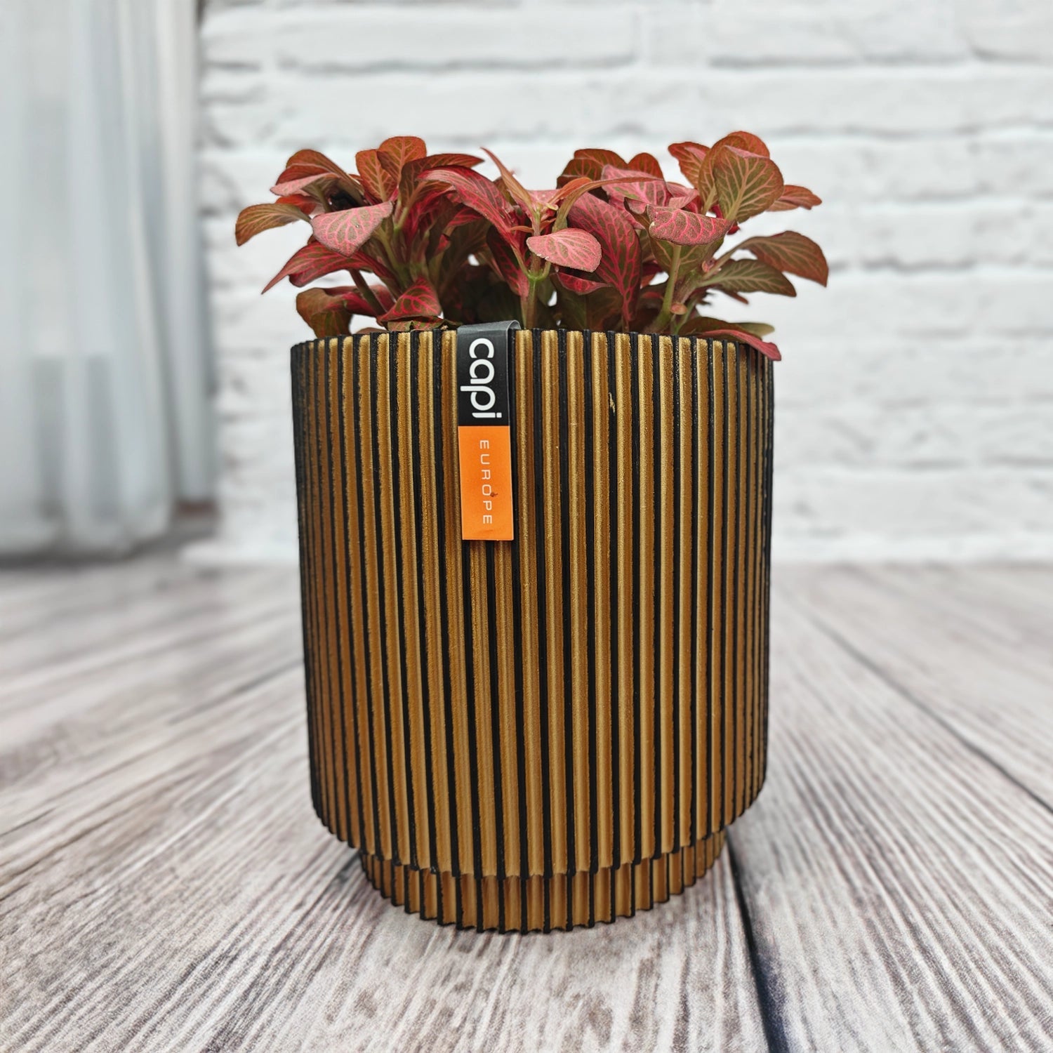 Nerve Plant (Fittonia albivenis) Mixed Colors | 10 - 15 cm - Acacia Garden Center