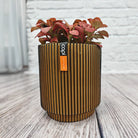 Nerve Plant (Fittonia albivenis) Mixed Colors | 10 - 15 cm - Acacia Garden Center