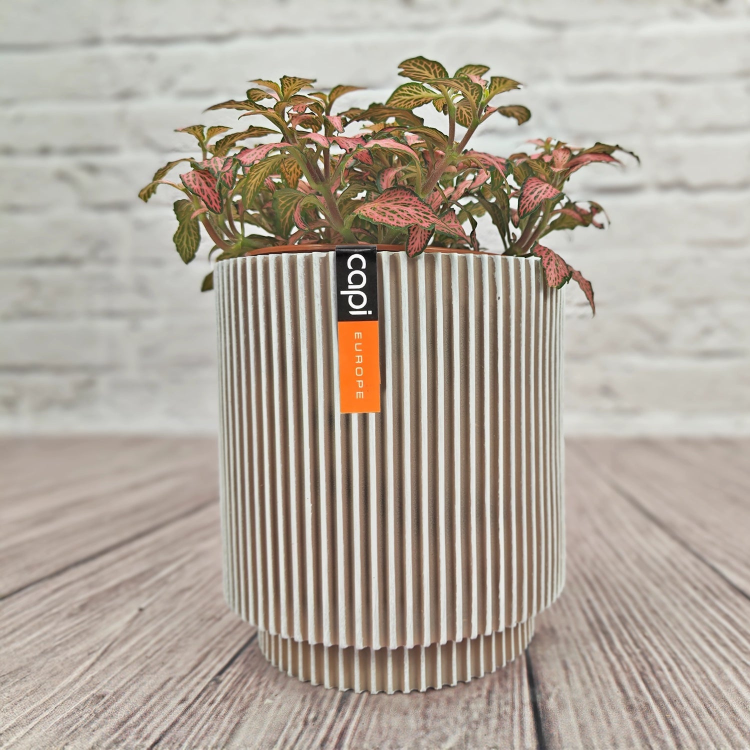 Nerve Plant (Fittonia albivenis) Mixed Colors | 10 - 15 cm - Acacia Garden Center