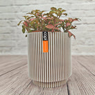 Nerve Plant (Fittonia albivenis) Mixed Colors | 10 - 15 cm - Acacia Garden Center