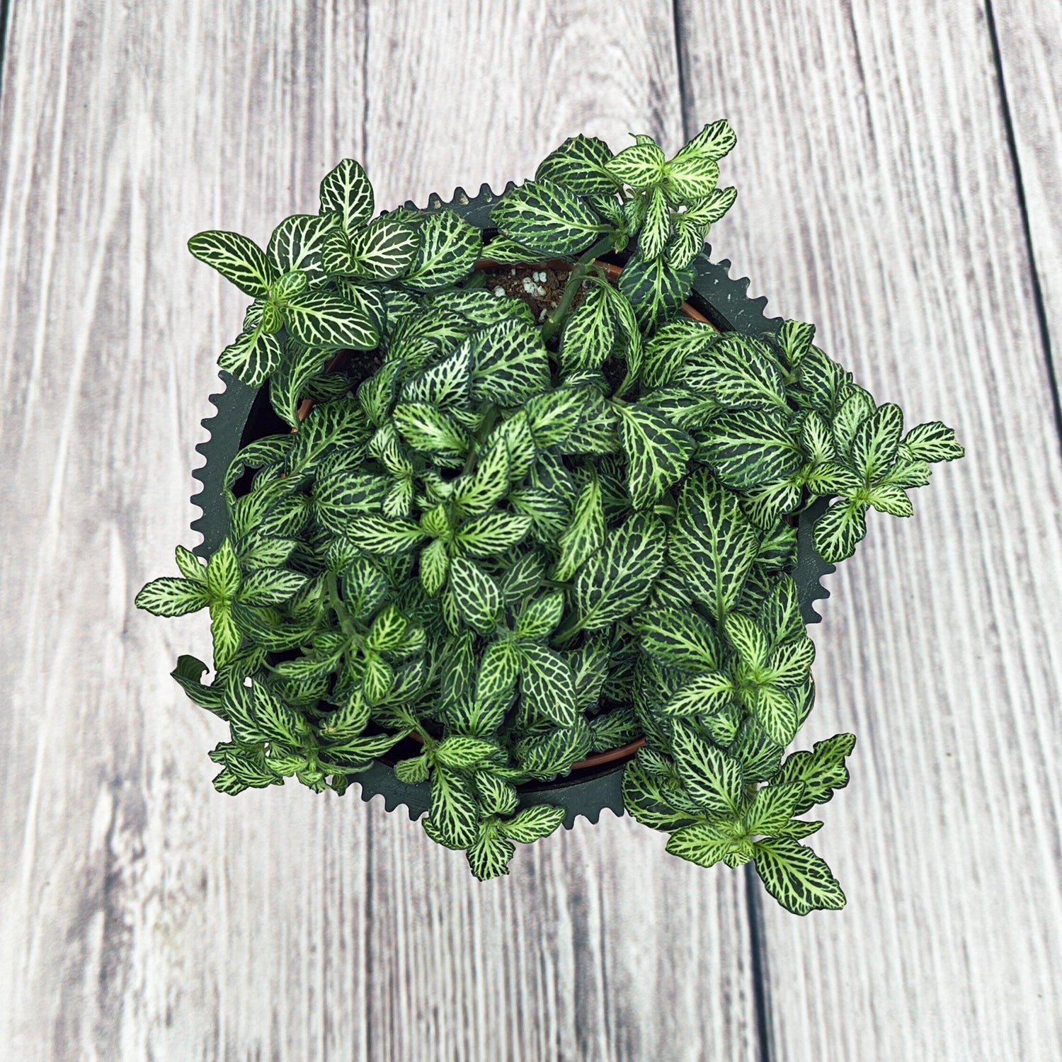 Nerve Plant (Fittonia albivenis) Mixed Colors | 10 - 15 cm - Acacia Garden Center