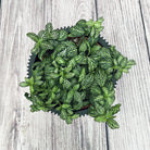Nerve Plant (Fittonia albivenis) Mixed Colors | 10 - 15 cm - Acacia Garden Center