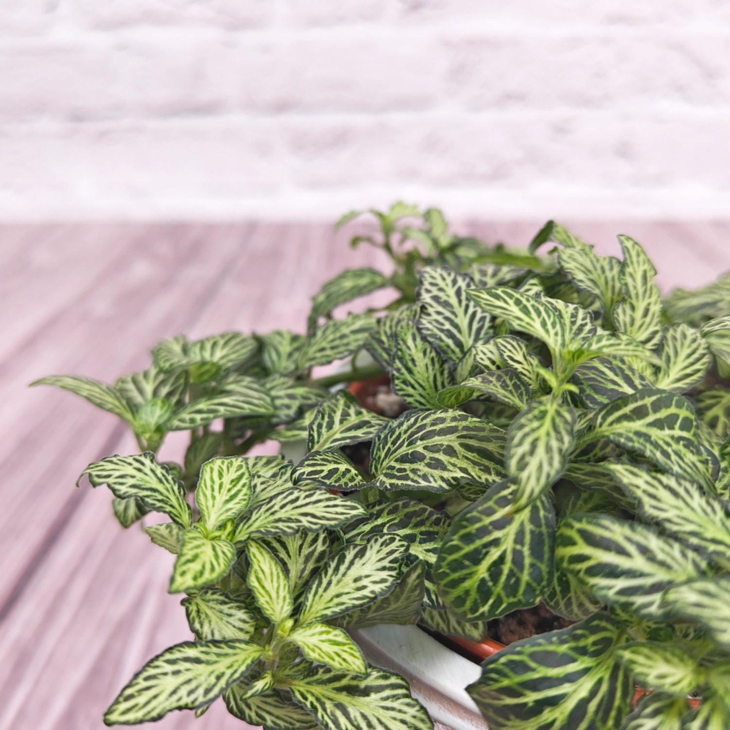 Nerve Plant (Fittonia albivenis) Mixed Colors | 10 - 15 cm - Acacia Garden Center