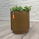 Nerve Plant (Fittonia albivenis) Mixed Colors | 10 - 15 cm - Acacia Garden Center