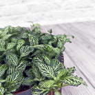 Nerve Plant (Fittonia albivenis) Mixed Colors | 10 - 15 cm - Acacia Garden Center