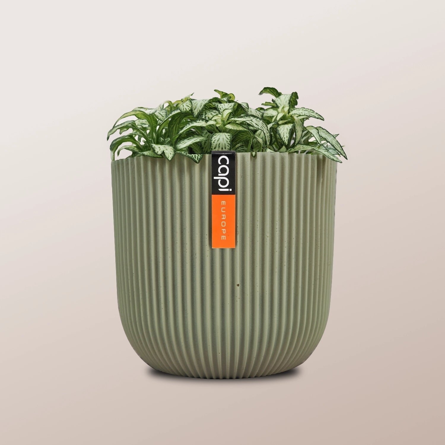 Nerve Plant (Fittonia albivenis) Mixed Colors | 10 - 15 cm - Acacia Garden Center